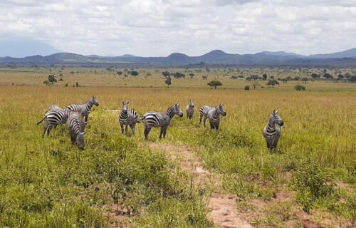 4 Days Kidepo National Park Wildlife Safari