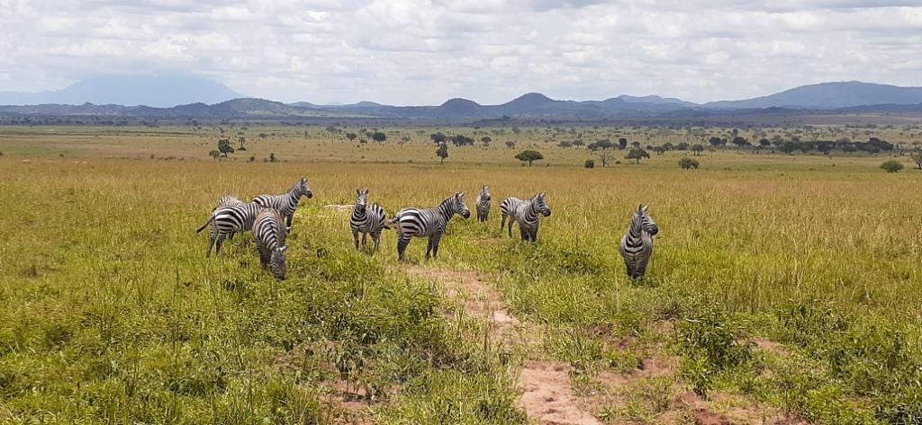 4 Days Kidepo National Park Wildlife Safari