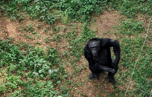 5 Days Nyungwe Forest National Park Tour