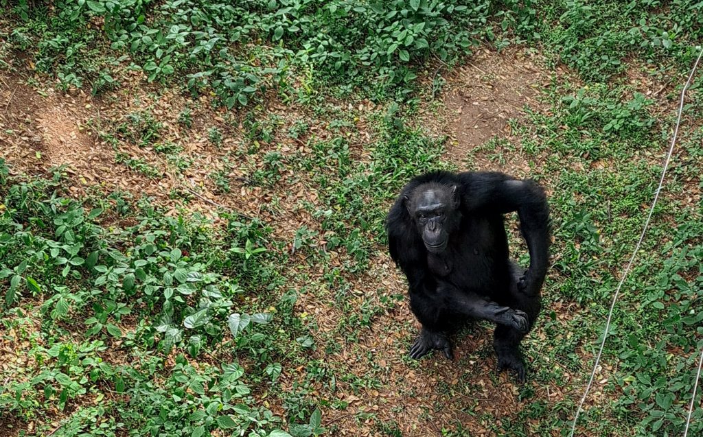 5 Days Nyungwe Forest National Park Tour