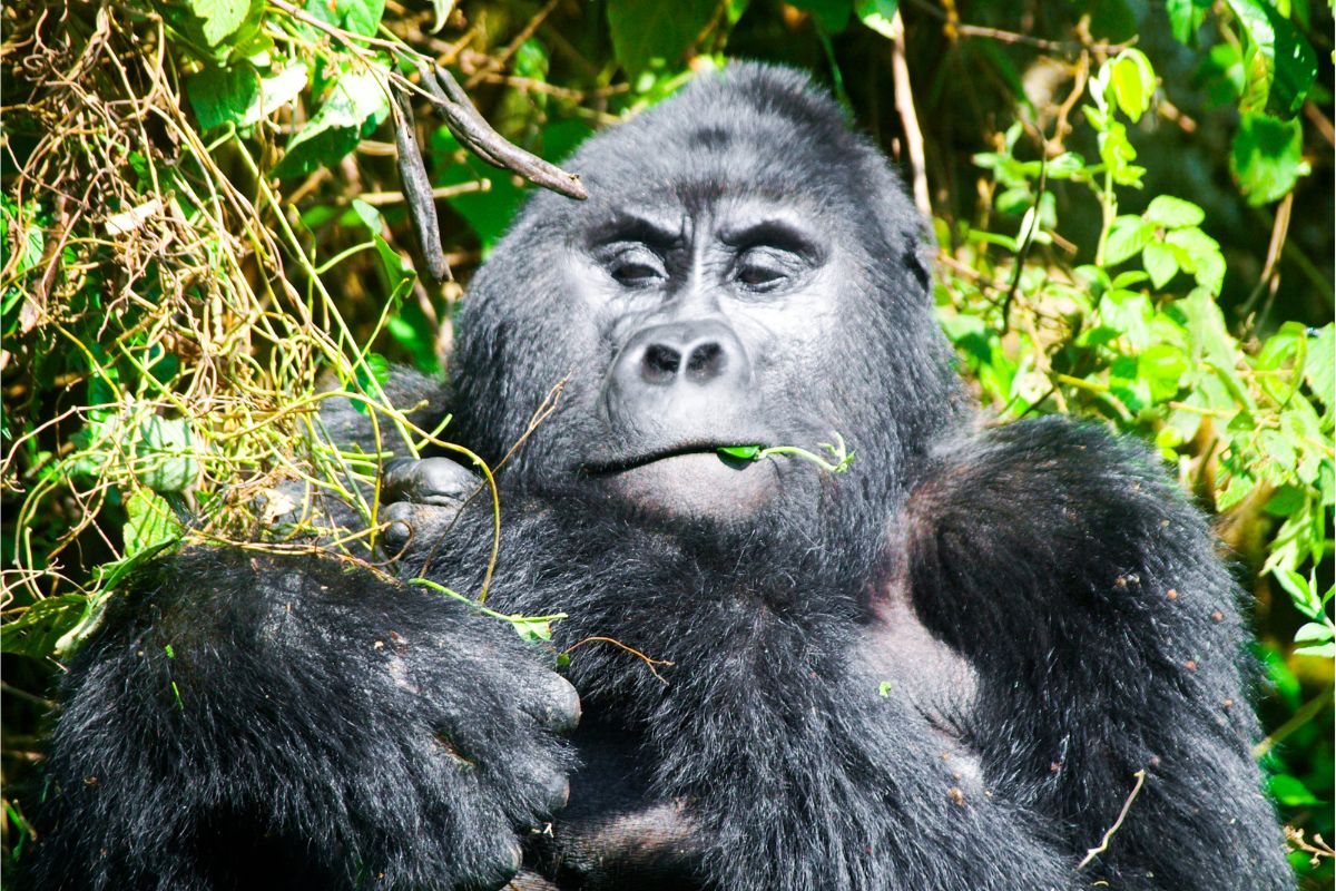 Experience the Wild: Your Ultimate Guide to the Top 5 Safari Destinations in Uganda and Rwanda