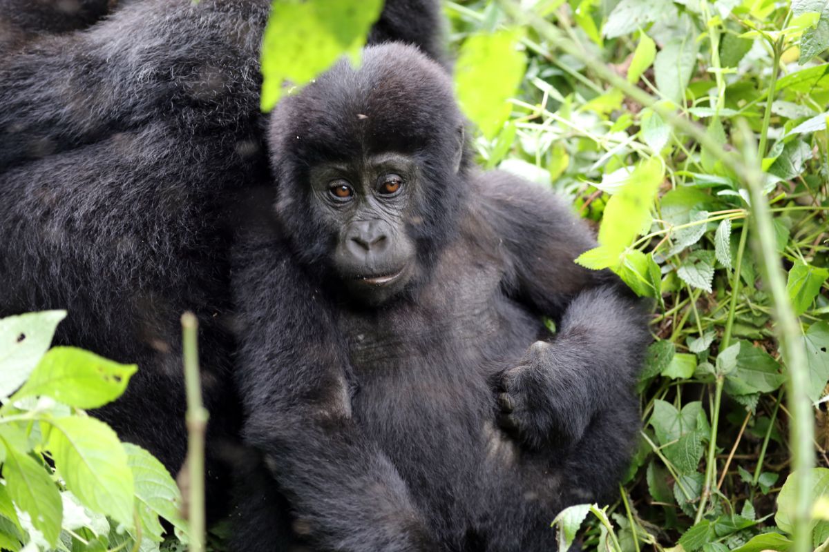 The Best Places for Gorilla Trekking in East Africa