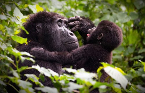 Best Gorilla Trekking Tours: Your Ultimate Guide to Mountain Gorilla Encounters 2024 - 2025