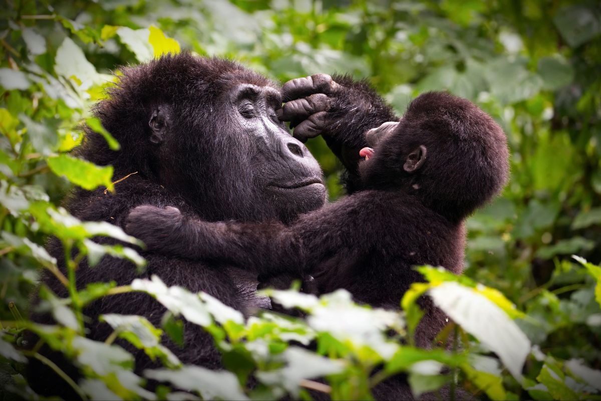 Best Gorilla Trekking Tours: Your Ultimate Guide to Mountain Gorilla Encounters 2024 - 2025