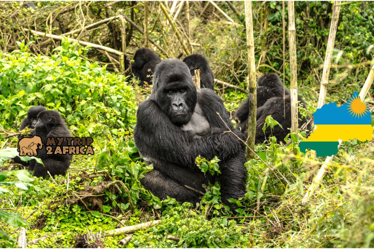 Luxury Gorilla Trekking Rwanda - What to Expect | My Trip 2 Africa Tours