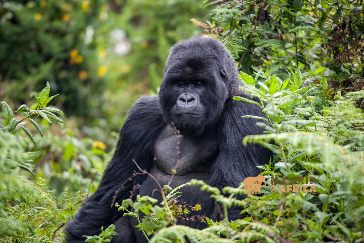 16 Days Uganda Rwanda Gorilla Trekking & Wildlife Safari Experience