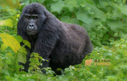 14 days Rwanda - Uganda Safari