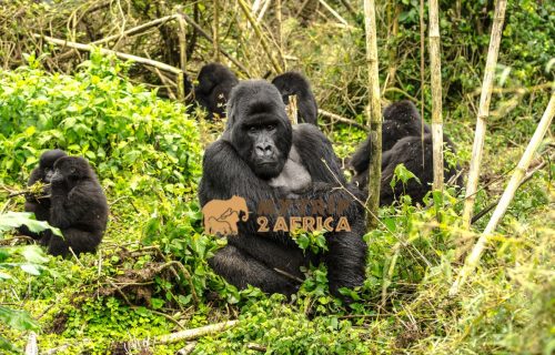 18 Days Uganda Gorilla Trekking And Wildlife Safari Experience