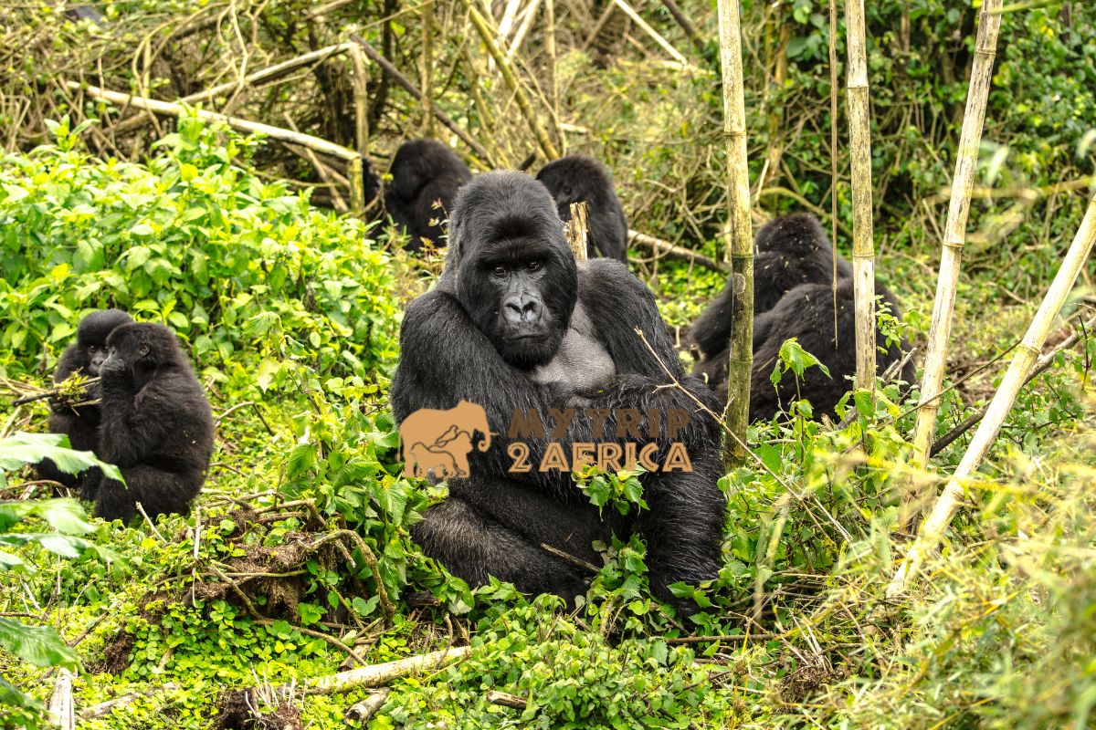 18 Days Uganda Gorilla Trekking And Wildlife Safari Experience