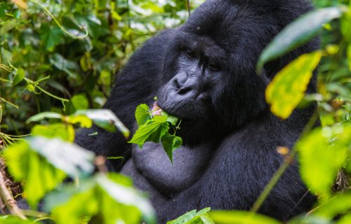4_days_gorillas_trekking