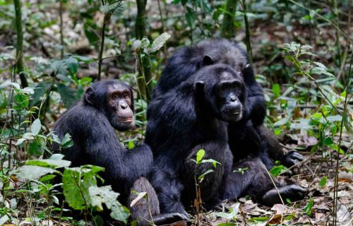 5-days-kibale-queen-elizabeth-bwindi-gorillas