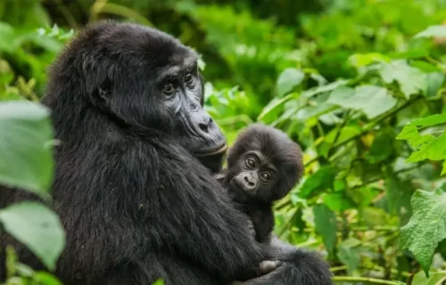 kdujfklctbkrouhaiocf