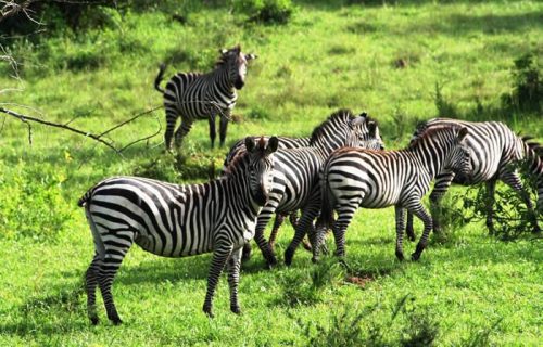 lake-mburo-national-park-700x450-1